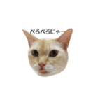 白桃猫猫1（個別スタンプ：7）