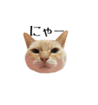 白桃猫猫1（個別スタンプ：8）