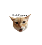 白桃猫猫1（個別スタンプ：9）