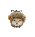 白桃猫猫1（個別スタンプ：10）