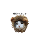 白桃猫猫1（個別スタンプ：11）