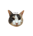 白桃猫猫1（個別スタンプ：12）