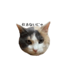 白桃猫猫1（個別スタンプ：13）