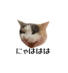 白桃猫猫1（個別スタンプ：14）