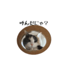 白桃猫猫1（個別スタンプ：16）