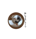 白桃猫猫1（個別スタンプ：17）