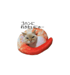 白桃猫猫1（個別スタンプ：20）