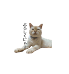 白桃猫猫1（個別スタンプ：22）