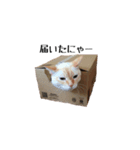 白桃猫猫1（個別スタンプ：23）