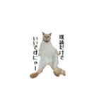 白桃猫猫1（個別スタンプ：24）