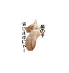 白桃猫猫1（個別スタンプ：25）