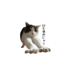 白桃猫猫1（個別スタンプ：29）