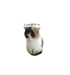 白桃猫猫1（個別スタンプ：30）