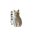 白桃猫猫1（個別スタンプ：34）