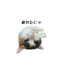 白桃猫猫1（個別スタンプ：35）