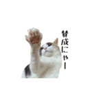 白桃猫猫1（個別スタンプ：36）