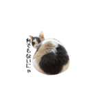 白桃猫猫1（個別スタンプ：37）