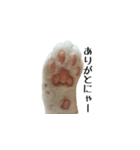 白桃猫猫1（個別スタンプ：40）