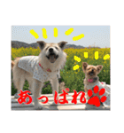 雑種犬☆といち＆ヨーキー☆クッキー（個別スタンプ：12）