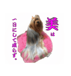 雑種犬☆といち＆ヨーキー☆クッキー（個別スタンプ：18）