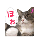 猫にゃ・にゃ・にゃ！part2（個別スタンプ：5）