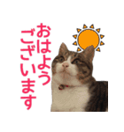 猫にゃ・にゃ・にゃ！part2（個別スタンプ：9）