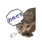 猫にゃ・にゃ・にゃ！part2（個別スタンプ：14）