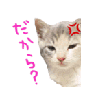 猫にゃ・にゃ・にゃ！part2（個別スタンプ：15）