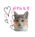 猫にゃ・にゃ・にゃ！part2（個別スタンプ：17）