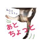 猫にゃ・にゃ・にゃ！part2（個別スタンプ：18）