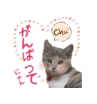 猫にゃ・にゃ・にゃ！part2（個別スタンプ：28）