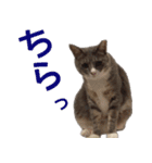 猫にゃ・にゃ・にゃ！part2（個別スタンプ：37）