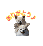 チワワの姉妹♪ルディ＆ファビ（個別スタンプ：1）