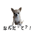 チワワの姉妹♪ルディ＆ファビ（個別スタンプ：5）