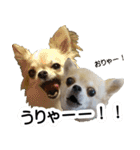 チワワの姉妹♪ルディ＆ファビ（個別スタンプ：9）