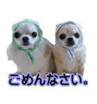 チワワの姉妹♪ルディ＆ファビ（個別スタンプ：13）