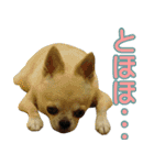 チワワの姉妹♪ルディ＆ファビ（個別スタンプ：15）