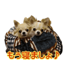 チワワの姉妹♪ルディ＆ファビ（個別スタンプ：16）