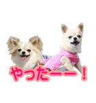 チワワの姉妹♪ルディ＆ファビ（個別スタンプ：18）