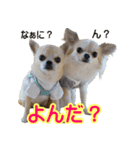 チワワの姉妹♪ルディ＆ファビ（個別スタンプ：19）
