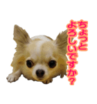 チワワの姉妹♪ルディ＆ファビ（個別スタンプ：20）