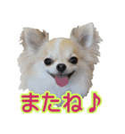 チワワの姉妹♪ルディ＆ファビ（個別スタンプ：24）