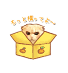 タマ 実写風猫スタンプ（個別スタンプ：4）