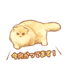 タマ 実写風猫スタンプ（個別スタンプ：5）