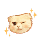 タマ 実写風猫スタンプ（個別スタンプ：7）
