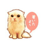 タマ 実写風猫スタンプ（個別スタンプ：11）