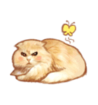タマ 実写風猫スタンプ（個別スタンプ：12）