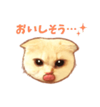 タマ 実写風猫スタンプ（個別スタンプ：16）