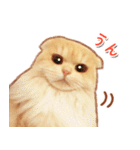 タマ 実写風猫スタンプ（個別スタンプ：18）