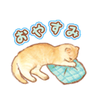 タマ 実写風猫スタンプ（個別スタンプ：20）